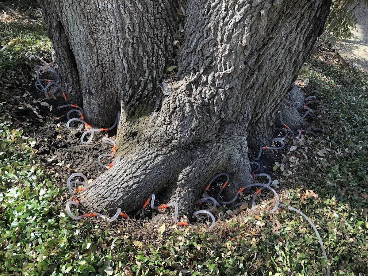 Detailed Tree Cabling and Bracing job site in Sutter