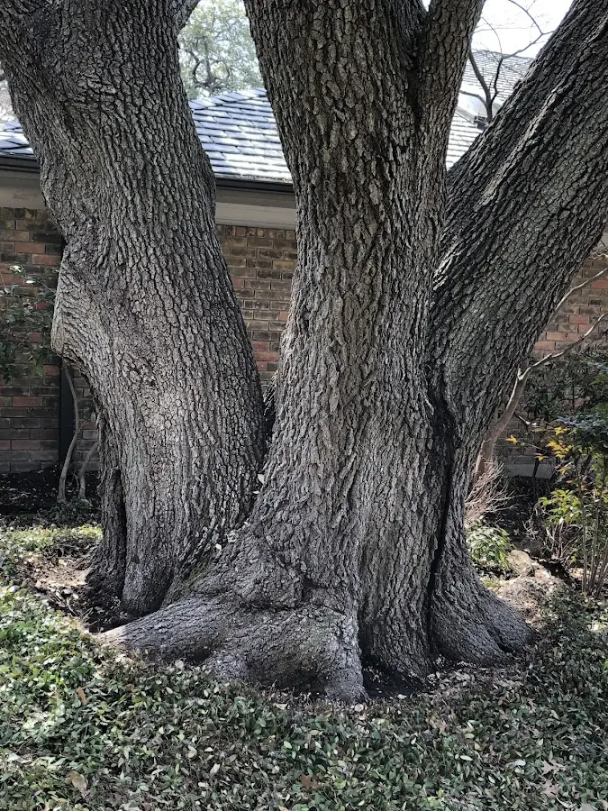 Mature heritage tree close to a Sutter property cared for by certified arborists