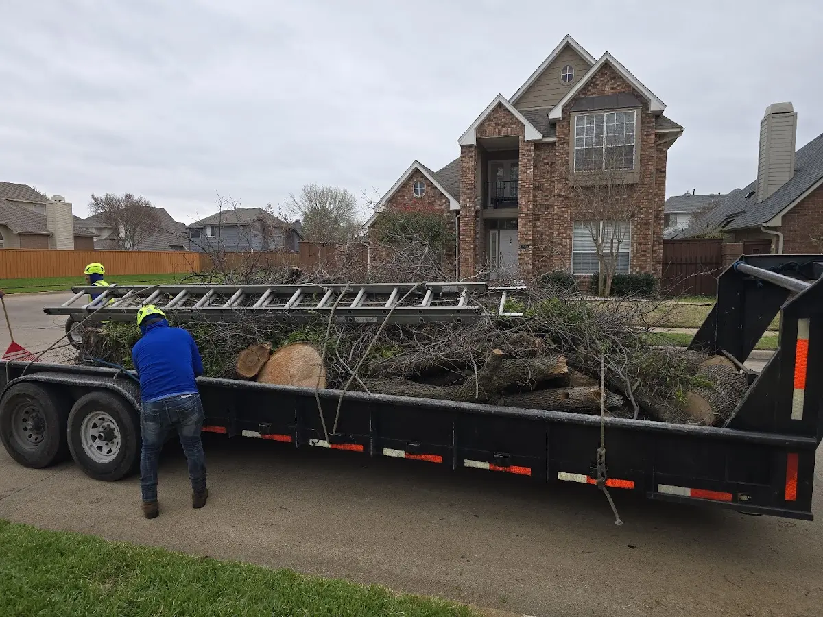 Expert Tree Removal with proper safety equipment in Sutter